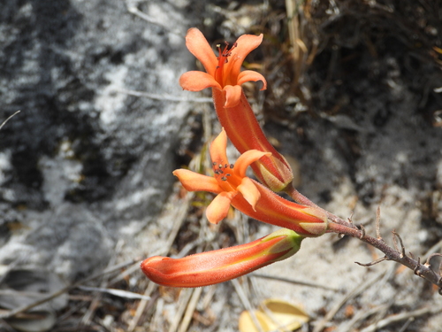 Image of Tylecodon grandiflorus by (c) amantedarmanin, some rights reserved (CC BY)