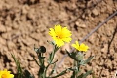 Monolopia lanceolata