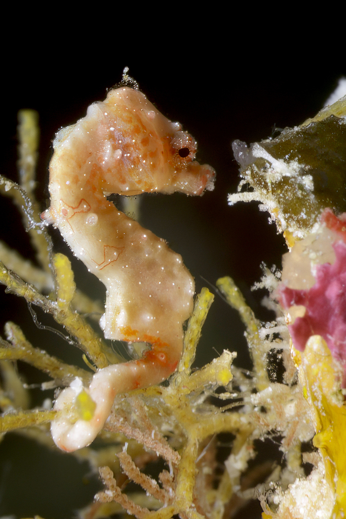 Photo of Severns' pygmy seahorse (Hippocampus severnsi)