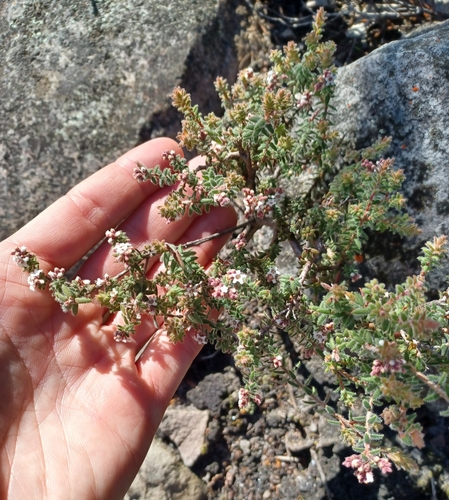 Image of Thyme Beard-Heath (Leucopogon thymifolius) by (c) Peter Crowcroft, some rights reserved (CC BY)