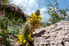 Dalea prostrata