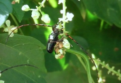 Sphaenothecus maccartyi