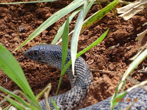 Photo of a African Shovel-nosed Snake (Scaphiophis albopunctatus)