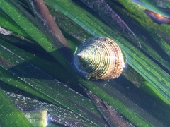 Calliostoma