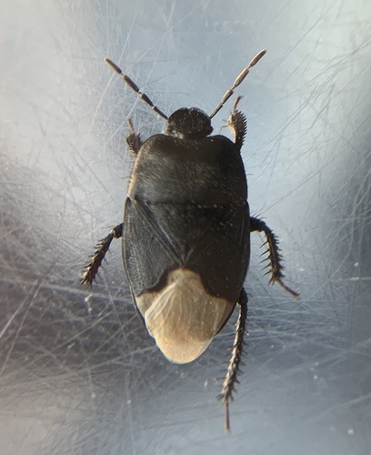 Cydnus aterrimus