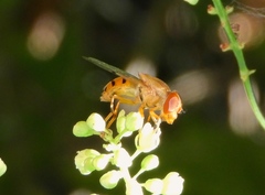 Copestylum sexmaculatum