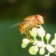 Copestylum sexmaculatum