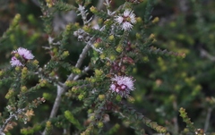Melaleuca gibbosa