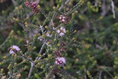 Melaleuca gibbosa
