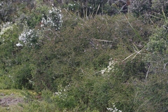 Melaleuca gibbosa
