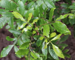 Pterophylla sylvicola