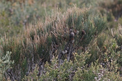 Allocasuarina monilifera
