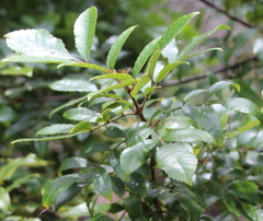 Pterophylla sylvicola