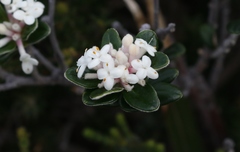 Pimelea nivea