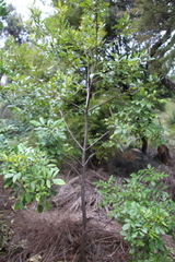 Pterophylla sylvicola