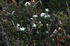 Pimelea nivea