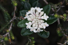 Pimelea nivea