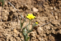 Monolopia lanceolata