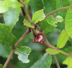 Pterophylla sylvicola