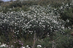 Pimelea nivea