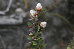Leptospermum glaucescens