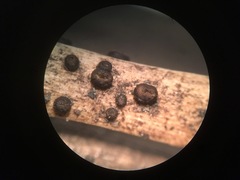 Trichopeziza