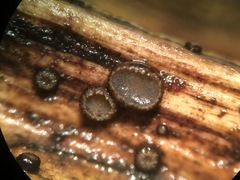Trichopeziza