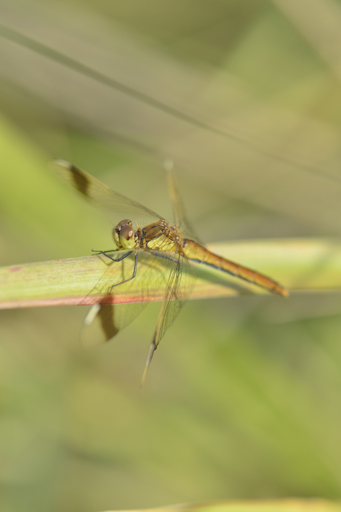 Banded Darter from Пушкинский р-н, Московская обл., Россия on August 18 ...