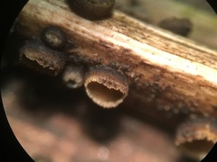 Trichopeziza