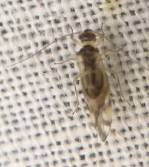 Graphopsocus
