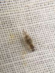 Graphopsocus