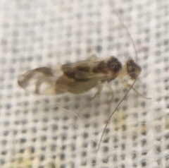 Graphopsocus
