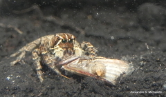 Sumampattus quinqueradiatus