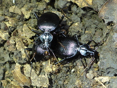 Scaphinotus interruptus