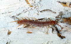 Gosibius