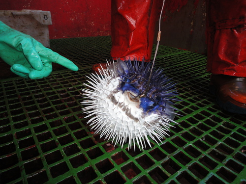 Pelagic porcupinefish (Diodon eydouxii) — Diodontidae