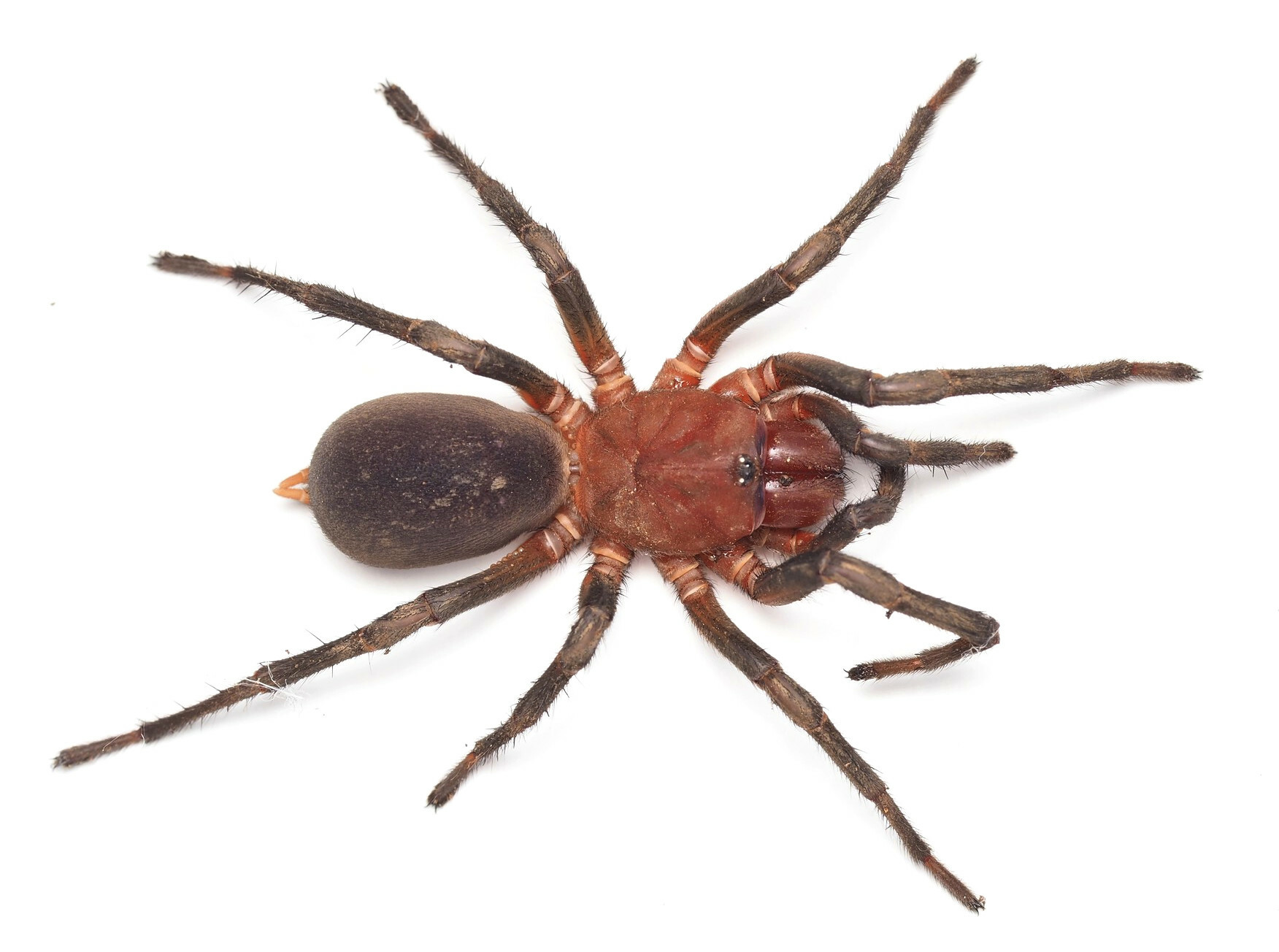 New species of wishbone spiders uncovered in field work