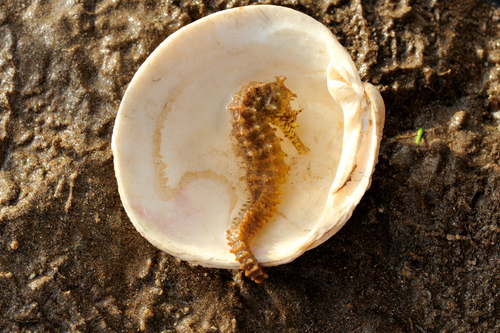 Bighead seahorse (Hippocampus grandiceps) — Syngnathidae — 2