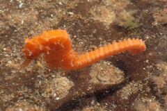 Narrow-Bellied Seahorse photo 2