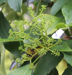 Pseudopanax crassifolius × lessonii