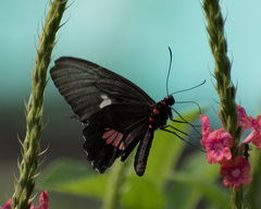 Parides anchises