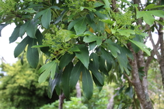 Pseudopanax crassifolius × lessonii