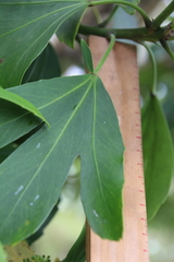 Pseudopanax crassifolius × lessonii