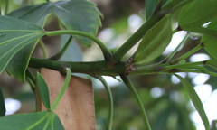 Pseudopanax crassifolius × lessonii