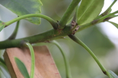 Pseudopanax crassifolius × lessonii
