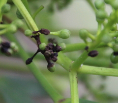 Pseudopanax crassifolius × lessonii
