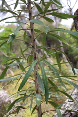Pseudopanax crassifolius × lessonii