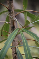 Pseudopanax crassifolius × lessonii