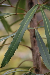 Pseudopanax crassifolius × lessonii