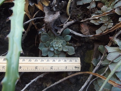 Graptopetalum sinaloensis